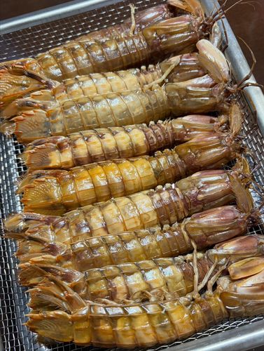シャコの釣果
