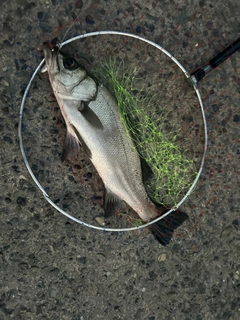 ヒラスズキの釣果