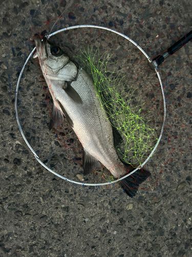 ヒラスズキの釣果
