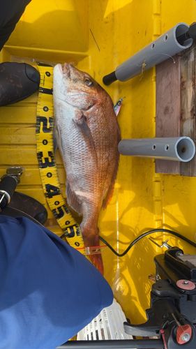 マダイの釣果