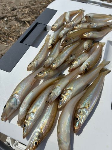 シロギスの釣果
