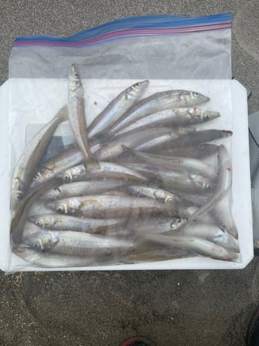キスの釣果