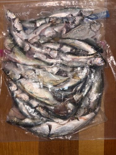 アナゴの釣果