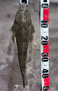 マゴチの釣果