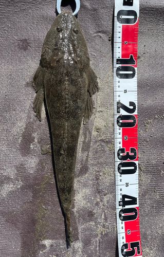 マゴチの釣果