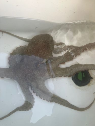 タコの釣果