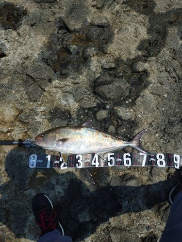 カンパチの釣果