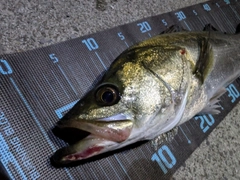 シーバスの釣果