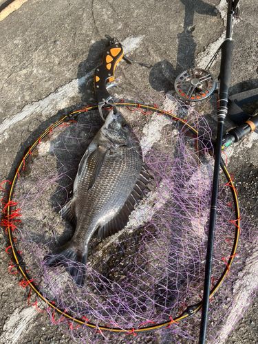 チヌの釣果