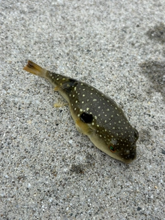 クサフグの釣果