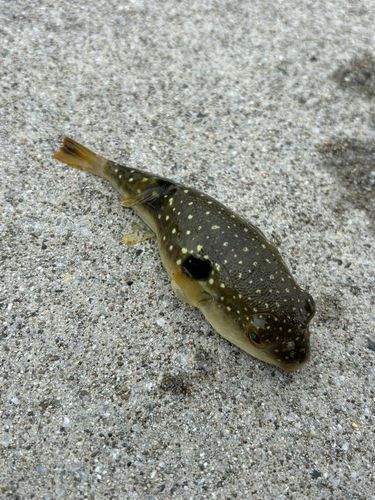 クサフグの釣果