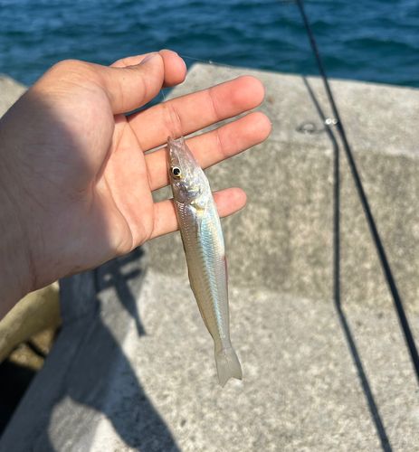 シロギスの釣果