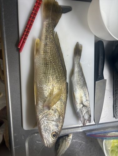 ニベの釣果