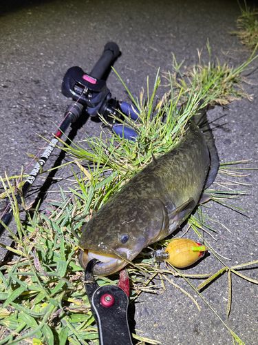 ナマズの釣果