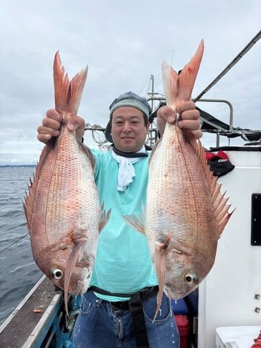 マダイの釣果