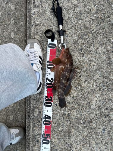 アコウの釣果