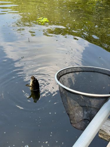 コイの釣果