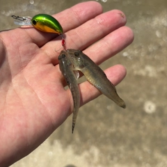 ハゼの釣果