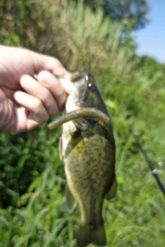 ラージマウスバスの釣果