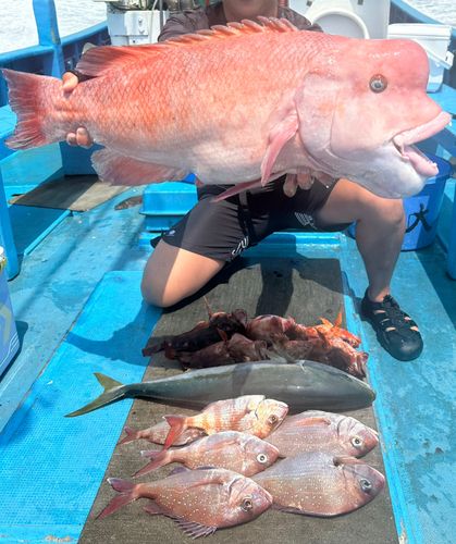 カンダイの釣果