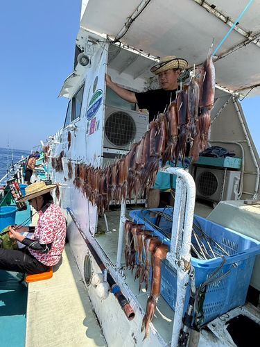 スルメイカの釣果