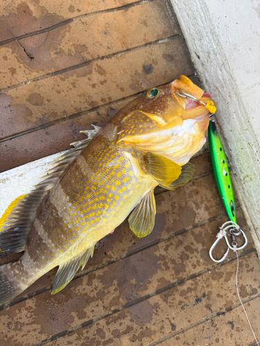 アオハタの釣果