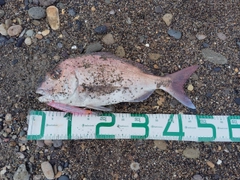 マダイの釣果