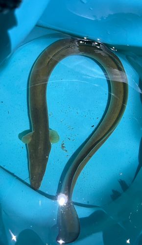 ウナギの釣果