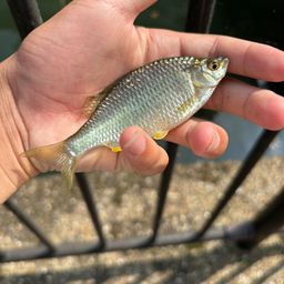 タナゴの釣果・釣り情報まとめ【2026年最新】 - アングラーズ | 釣果