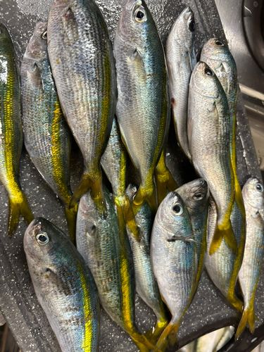 タカベの釣果