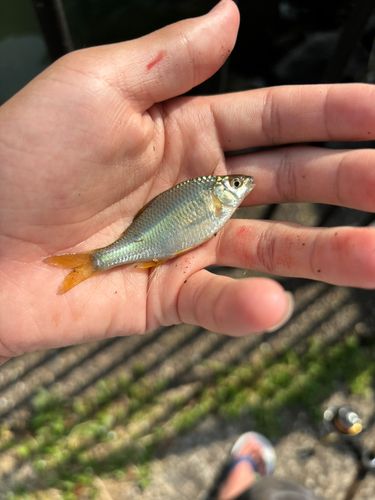 タナゴの釣果・釣り情報まとめ【2026年最新】 - アングラーズ | 釣果