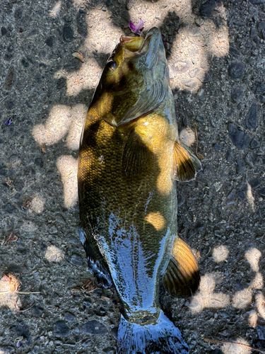 スモールマウスバスの釣果