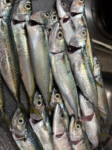 サバの釣果