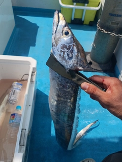 タチウオの釣果