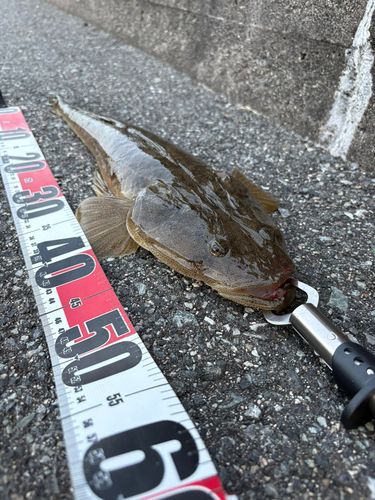 マゴチの釣果