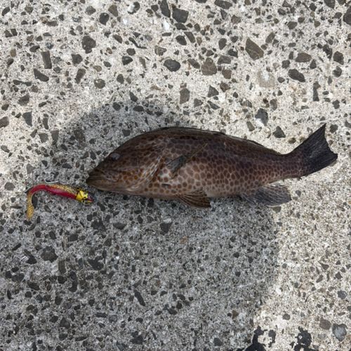 オオモンハタの釣果
