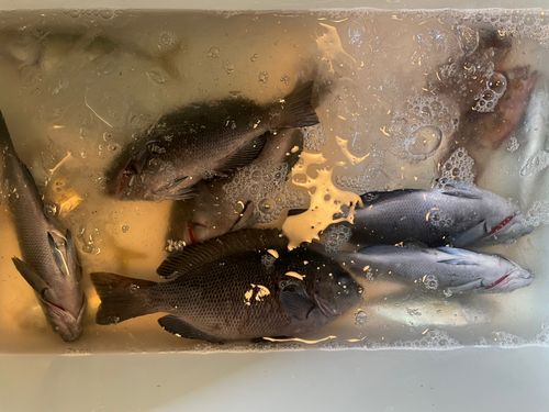 グレの釣果
