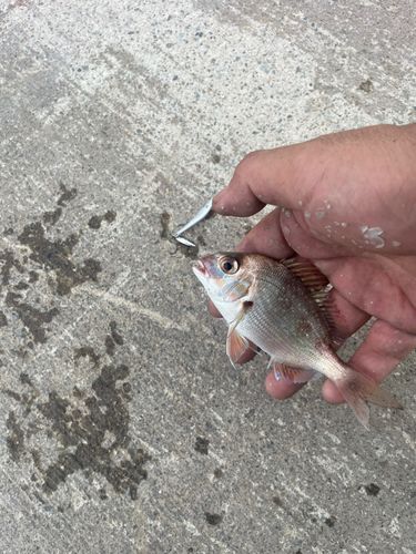 チャリコの釣果