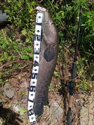 ライギョの釣果