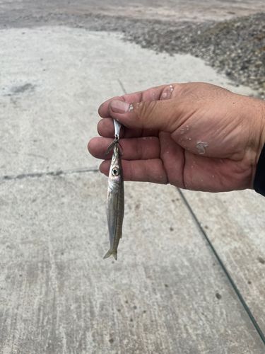 カマスの釣果