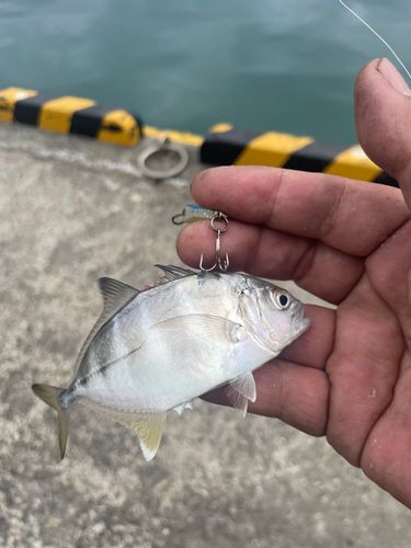 メッキの釣果