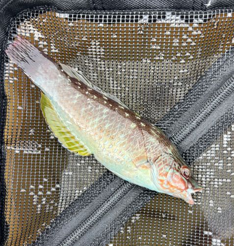 ホシササノハベラの釣果