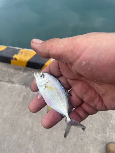 メッキの釣果