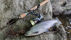 ヒメマスの釣果