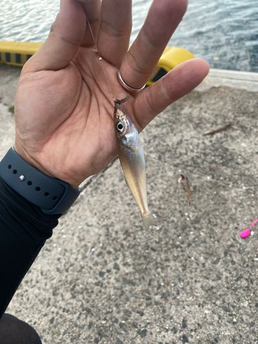 キスの釣果