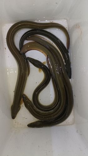 ウナギの釣果