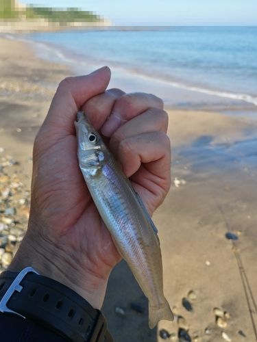 シロギスの釣果