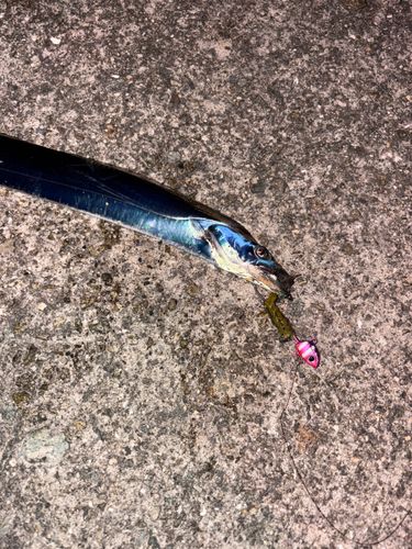 タチウオの釣果