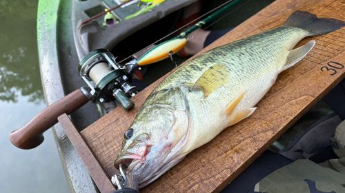 ブラックバスの釣果