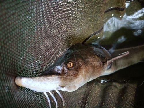 チョウザメの釣果